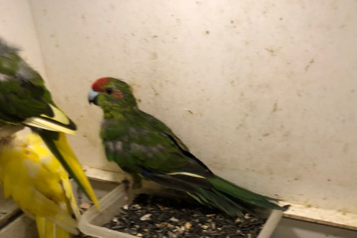 3 kakariki voor de prijs van 1