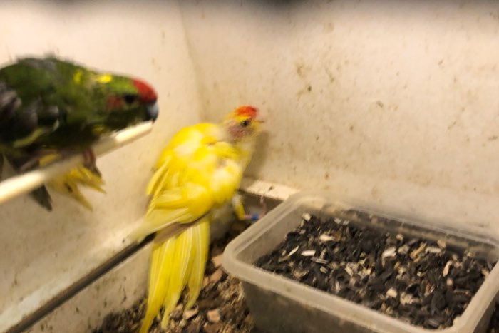 3 kakariki voor de prijs van 1