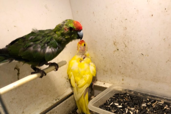 3 kakariki voor de prijs van 1