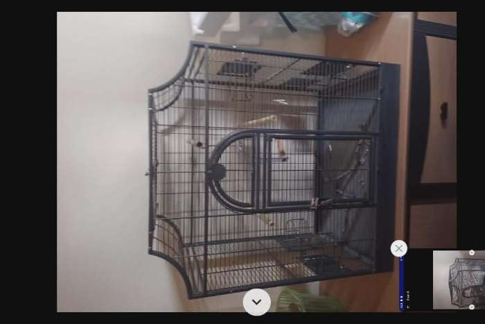 vogelkot