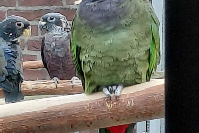 pionus