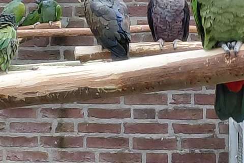 pionus