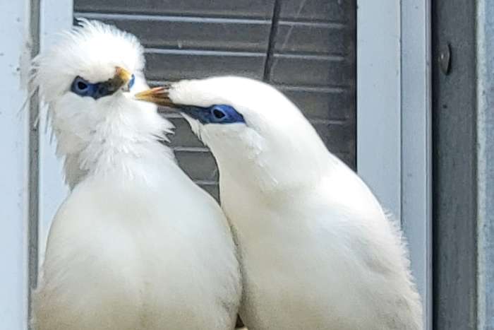 balistar (leucopsar rothschildi