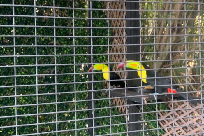 exceptional pair of keel-billed toucans (ramphastos sulfuratus)