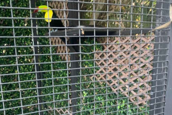 exceptional pair of keel-billed toucans (ramphastos sulfuratus)
