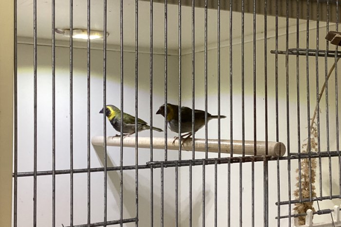koppel onverwante kleine cubavinken