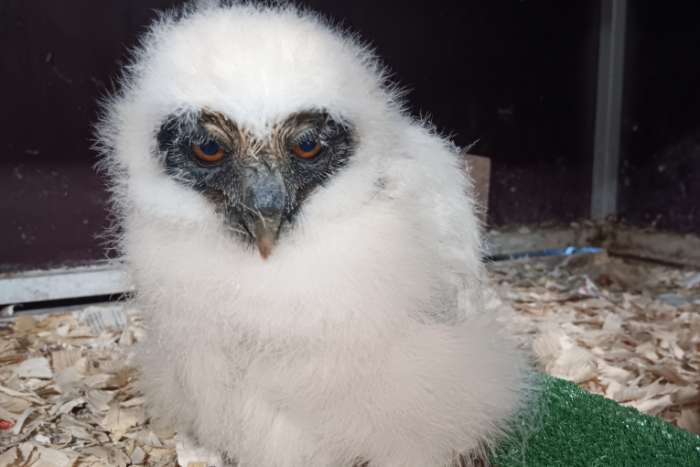 pulsastrix perspicillata