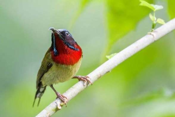 fork tailed sunbird