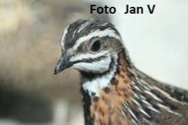 diverse kwartels