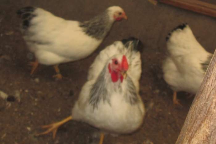 wyandotte krielen