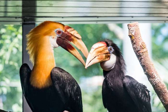pair of papuan hornbills (rhyticeros plicatus) for sale