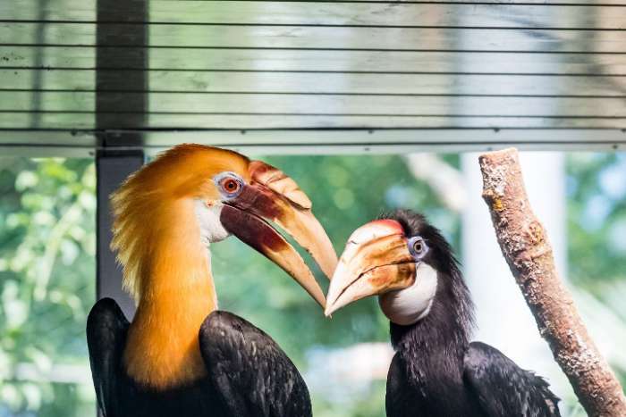 pair of papuan hornbills (rhyticeros plicatus) for sale
