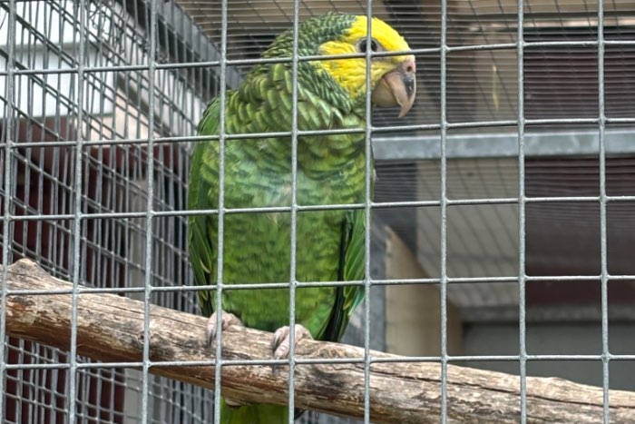 alipiopsitta xanthops