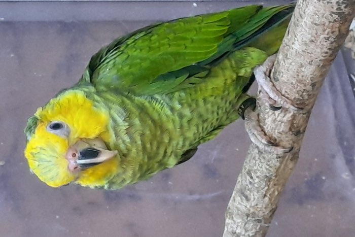 alipiopsitta xanthops