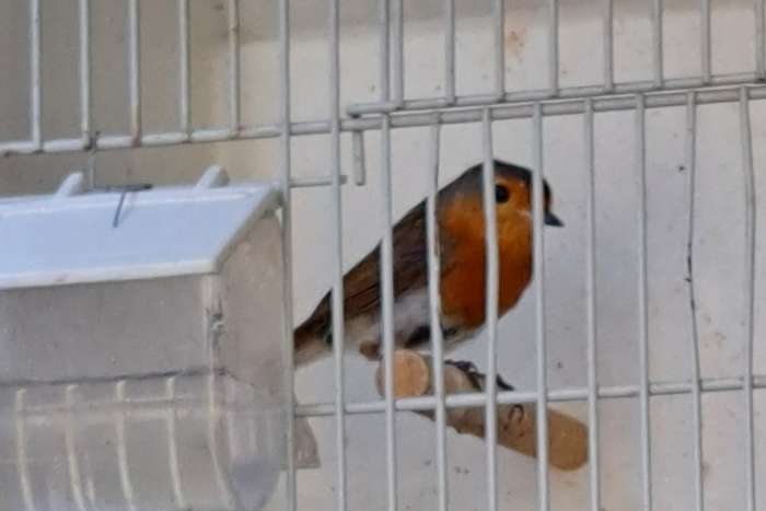 roodborst