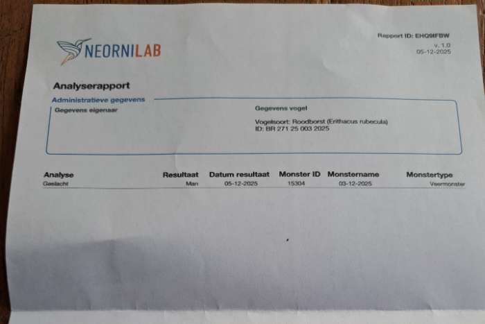 roodborst