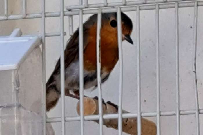 roodborst