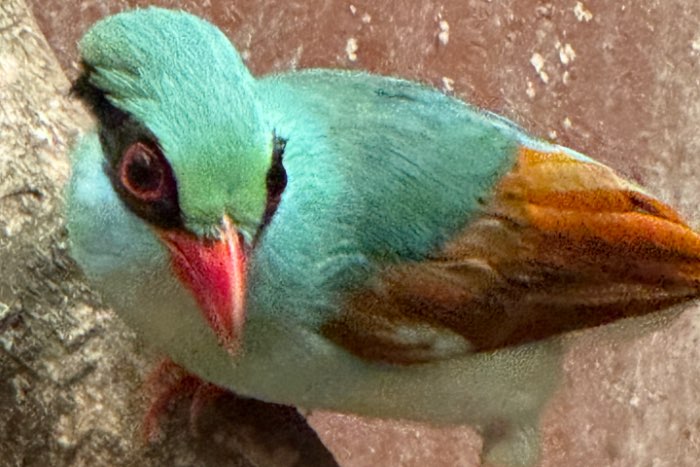 cissa hypoleuca concolor