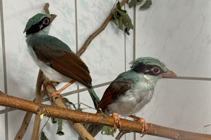 cissa hypoleuca concolor