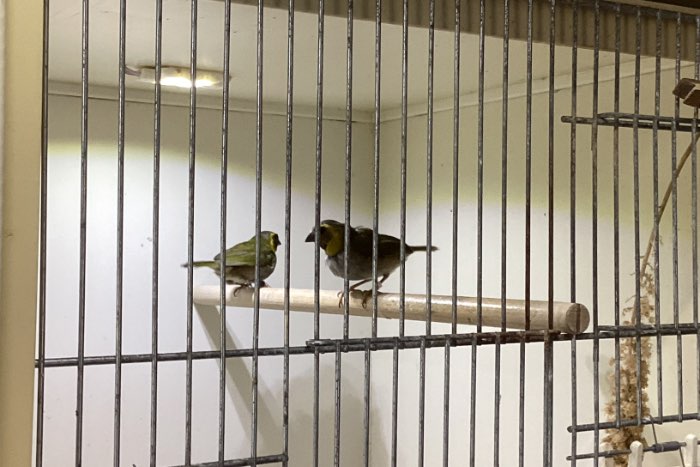 koppel onverwante kleine cubavinken