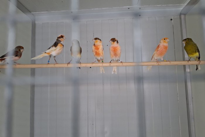 harlekijn kanaries te koop