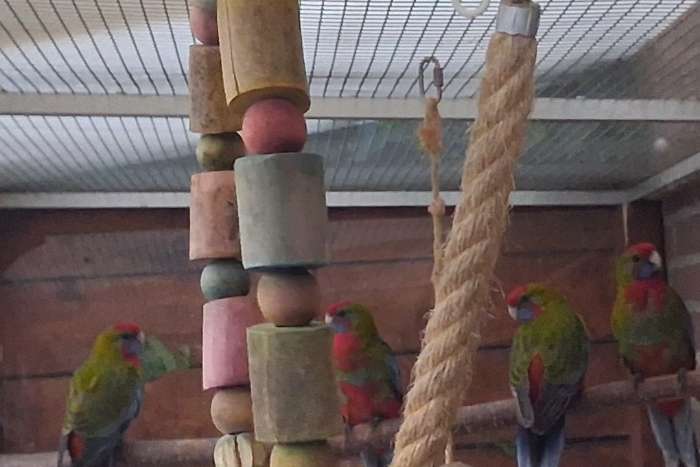 pennant rosella