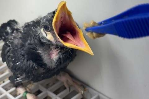 jonge middelbeo om tam te maken