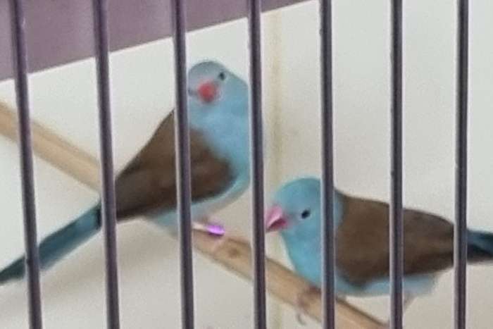 4-4 bluecap - cordon-bleu