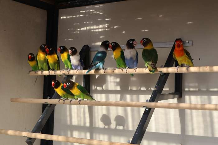 agaporniden jonge vogels