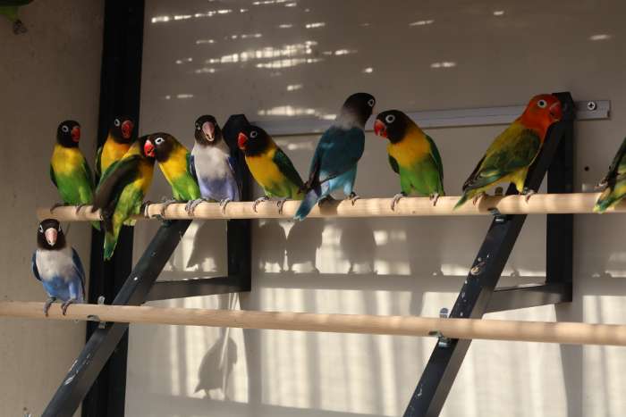 agaporniden jonge vogels