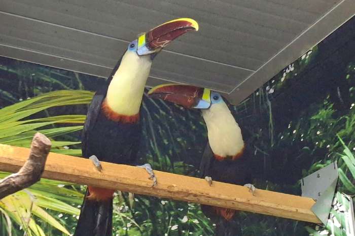 serch 1.1 ramphastos tucanus