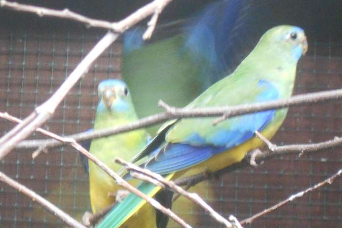 turquoisine parkieten jong 2026 natuurkleur geelbuik