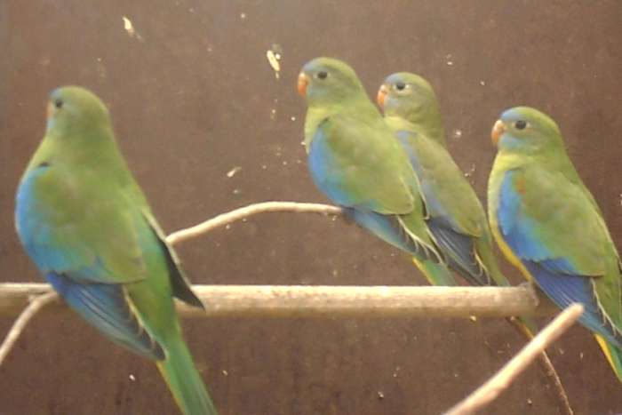 turquoisine parkieten jong 2026 natuurkleur geelbuik