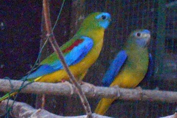 turquoisine parkieten jong 2026 natuurkleur geelbuik