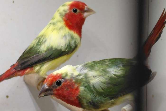 koppel bonte roodkop papagaaiamadines