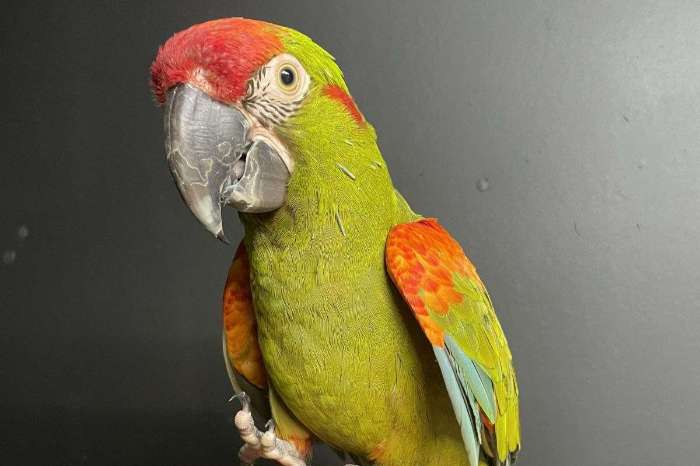 1.1 ara rubrogenys (pair of red-fronted macaws)