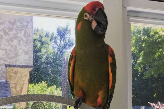 1.1 ara rubrogenys (pair of red-fronted macaws)