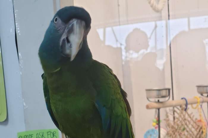 1.1 blue-headed macaw ( primolius couloni ).