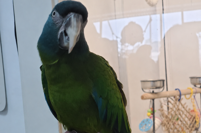 1.1 blue-headed macaw ( primolius couloni ).
