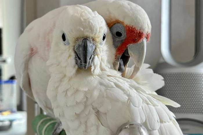 1.1 cacatua tenuirostris ( long-billed corella)