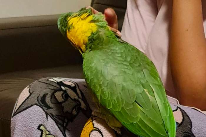 yellow-naped amazon ( amazona auropalliata )