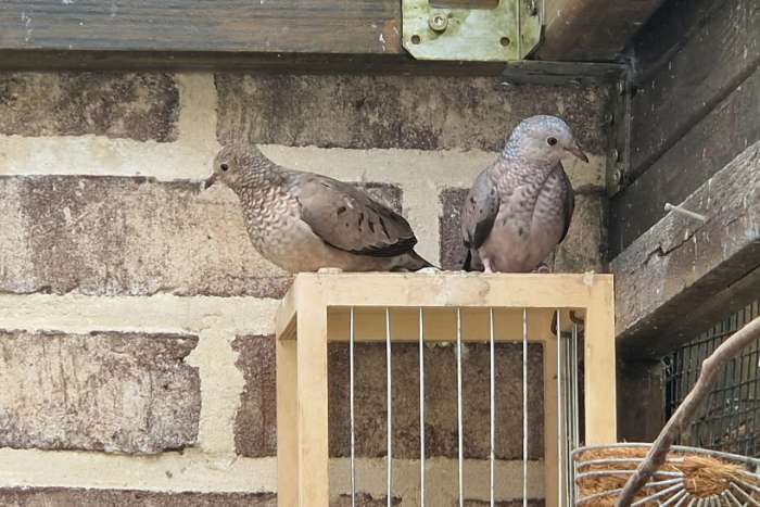 musduifjes (columbina passerina)