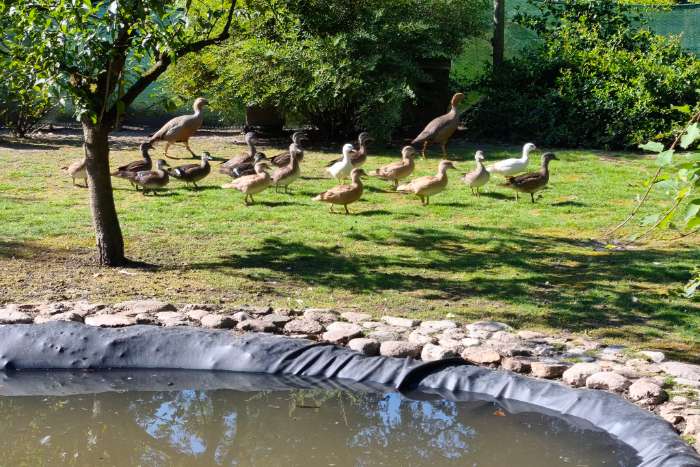mandarijneenden natuur, geel en wit – 2026