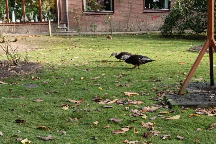 1,1 witvleugeleenden (maleise boseenden) – 2021