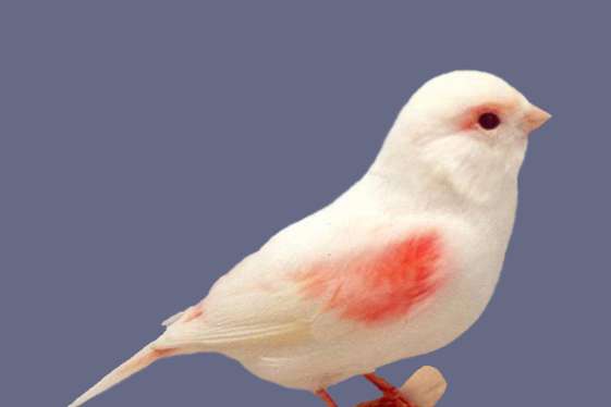 rood/wit mozaieken