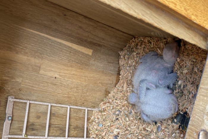 bewijzen kweekkoppel grijze roodstaart