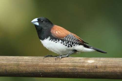 lonchura leucosticta e spermestes