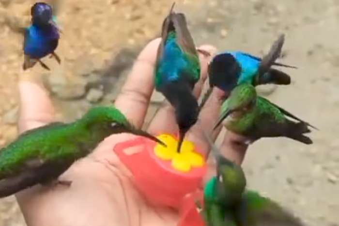 hummingbirds