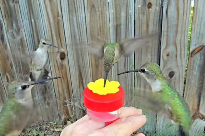 hummingbirds