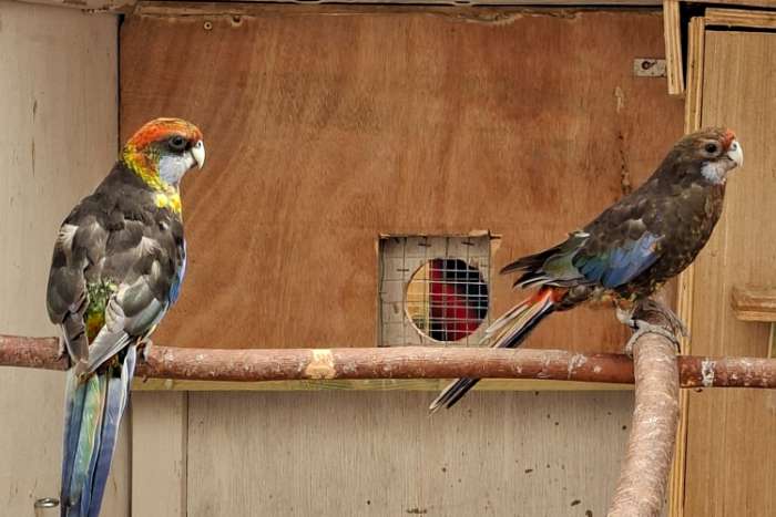 koppel rosella
